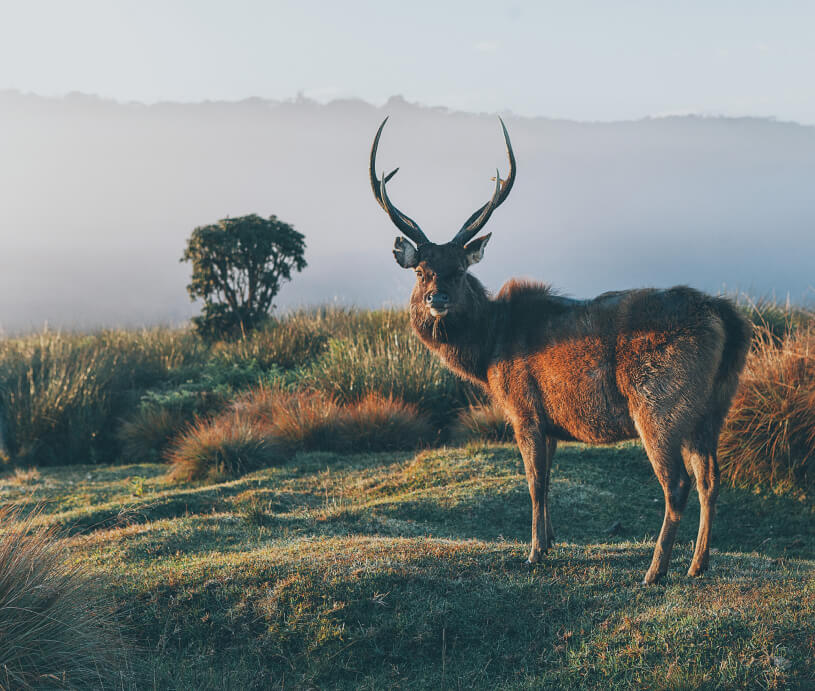 The Hunter S Guide To Illinois Hunting Seasons