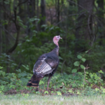 10 Best Turkey Hunting States Where The Pros Go For The Perfect Hunt