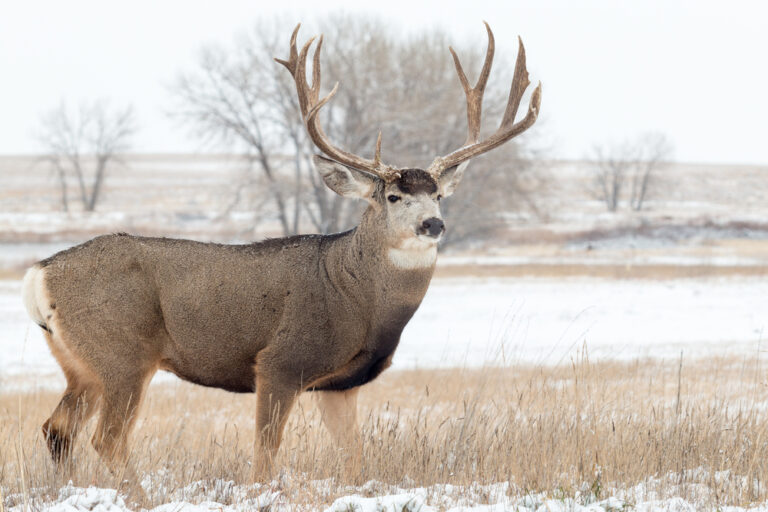 Texas Deer Hunting Leases, Laws & Essential Info