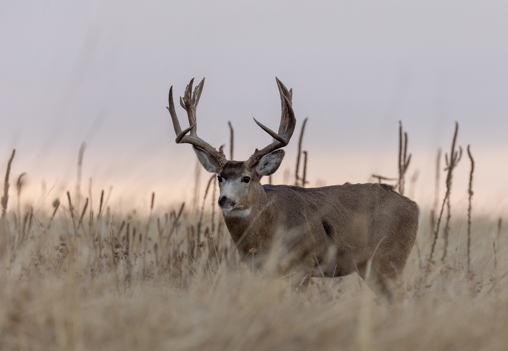 Michigan Hunting Seasons: 2024 and 2025 Guide