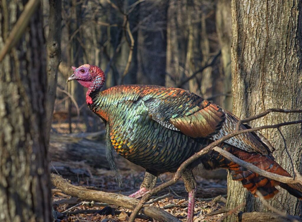 wild turkey