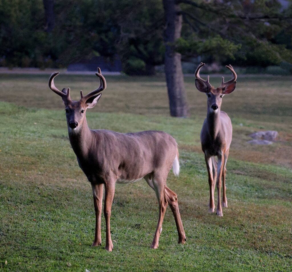 Prime fishing opportunities out west - Texas Hunting & Fishing