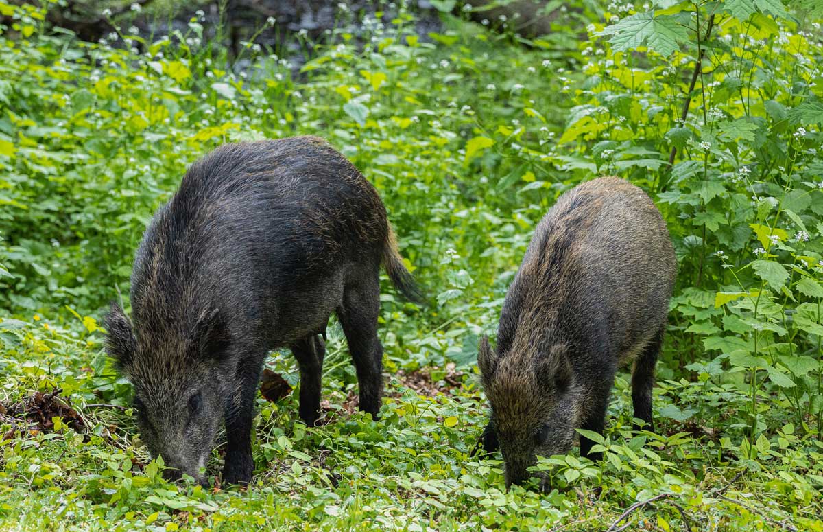 Georgia Hog Hunting Guide Seasons Tips And Costs