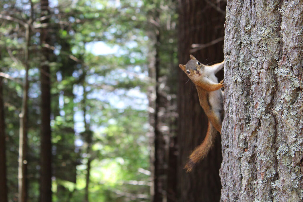 Squirrel: Multiple subspecies are available for hunting in Texas.