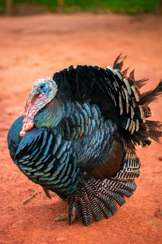 Best Texas Turkey Hunts
