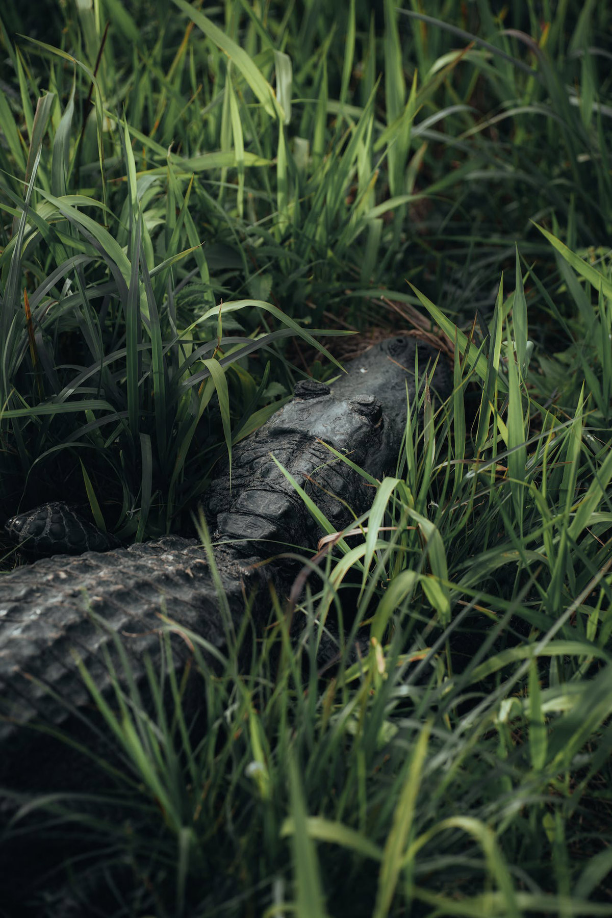 Louisiana Hunting Season 2024: Dates, Licenses & Limits Revealed! - mlvwrhz