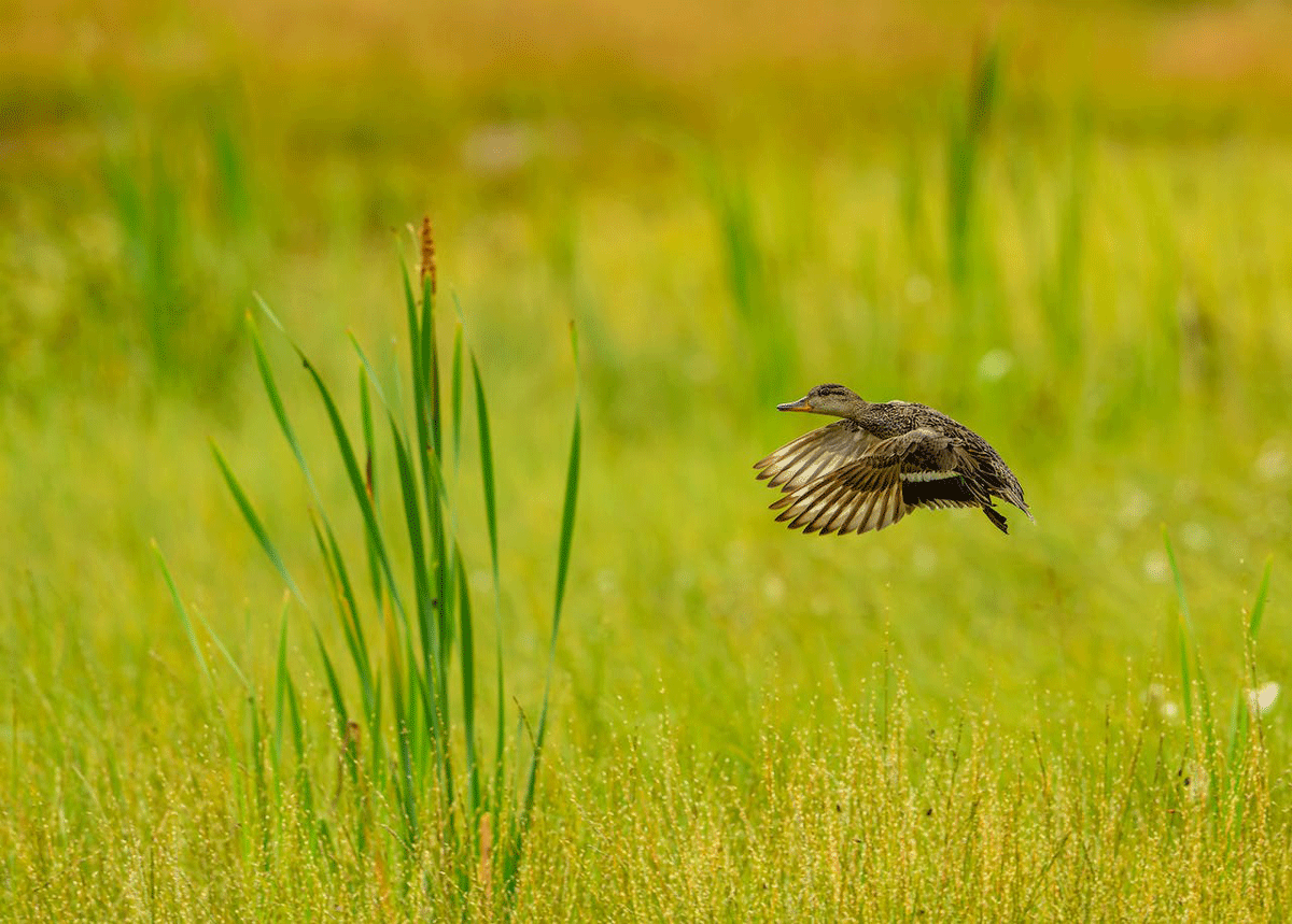 The Best Duck Hunting States For Bagging Your Waterfowl the-best-duck-hunting-states-for-bagging-your-waterfowl