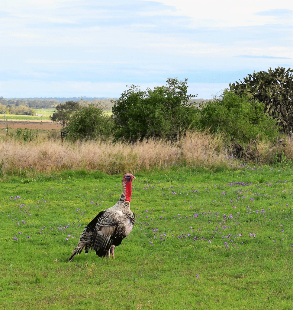 best turkey hunting states