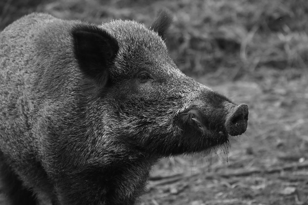 Night hunts are popular among hunters to beat the heat. Interestingly, hog activity increases near water sources as they try to stay cool, presenting excellent opportunities for hunters.