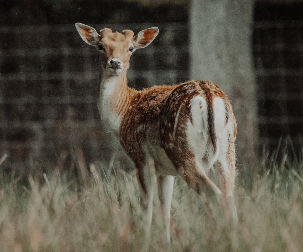 high fence hunting in texas