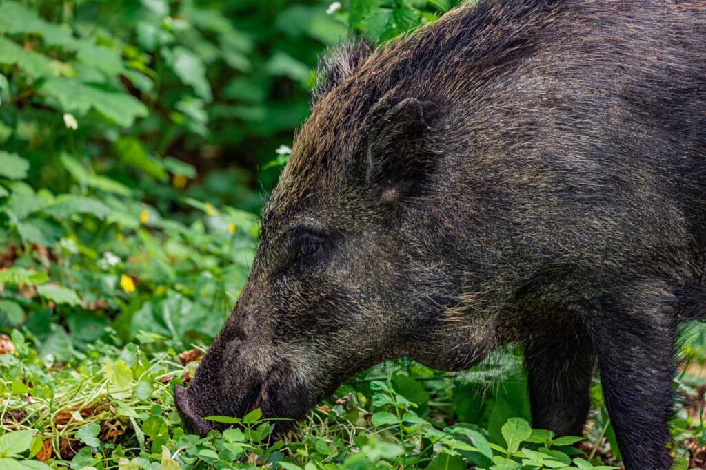Hog Hunting in Louisiana The Definitive Guide for Hunters
