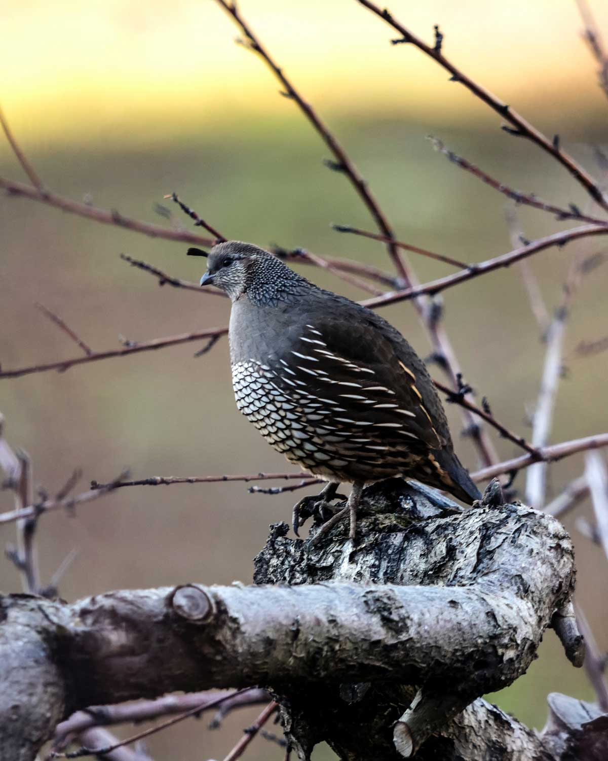 Exploring Georgia's Finest: A 2024 Guide to Quail Hunting