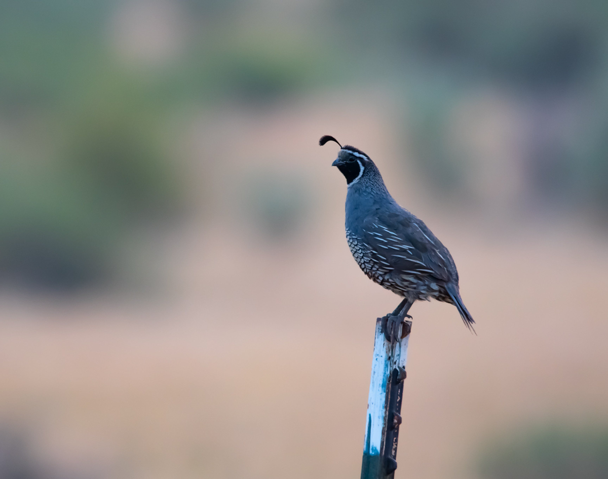 Exploring Finest A 2024 Guide to Quail Hunting