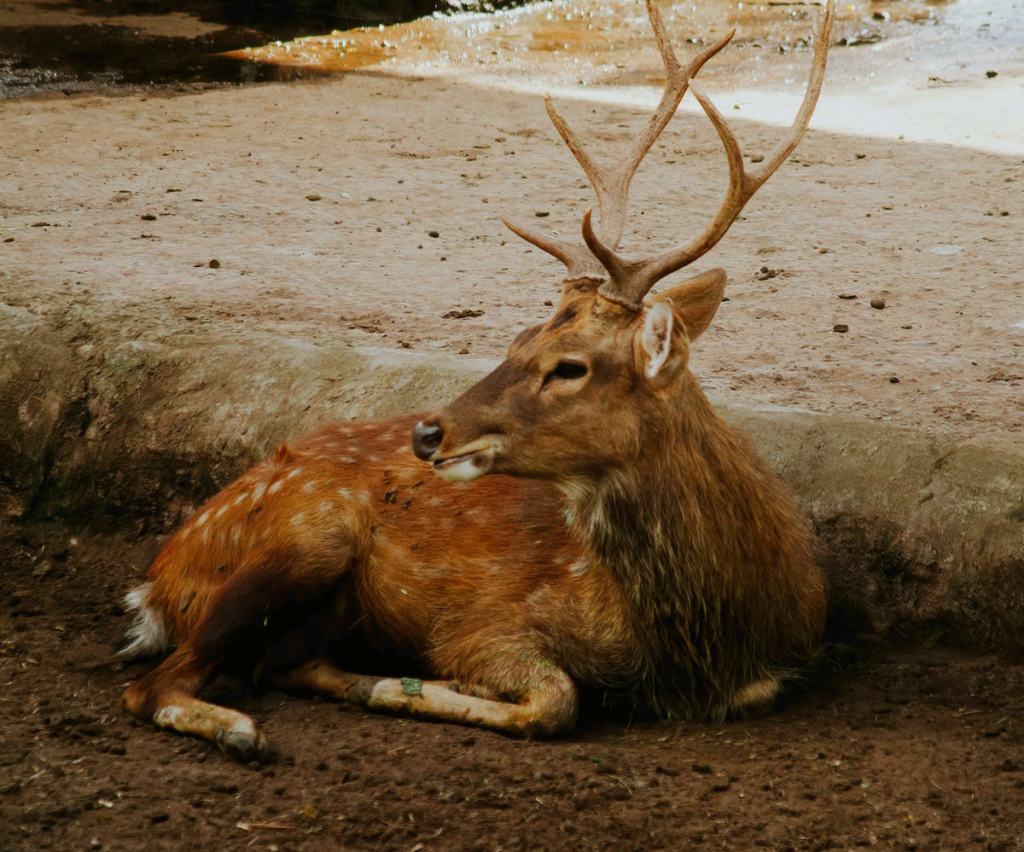 Sika Deer