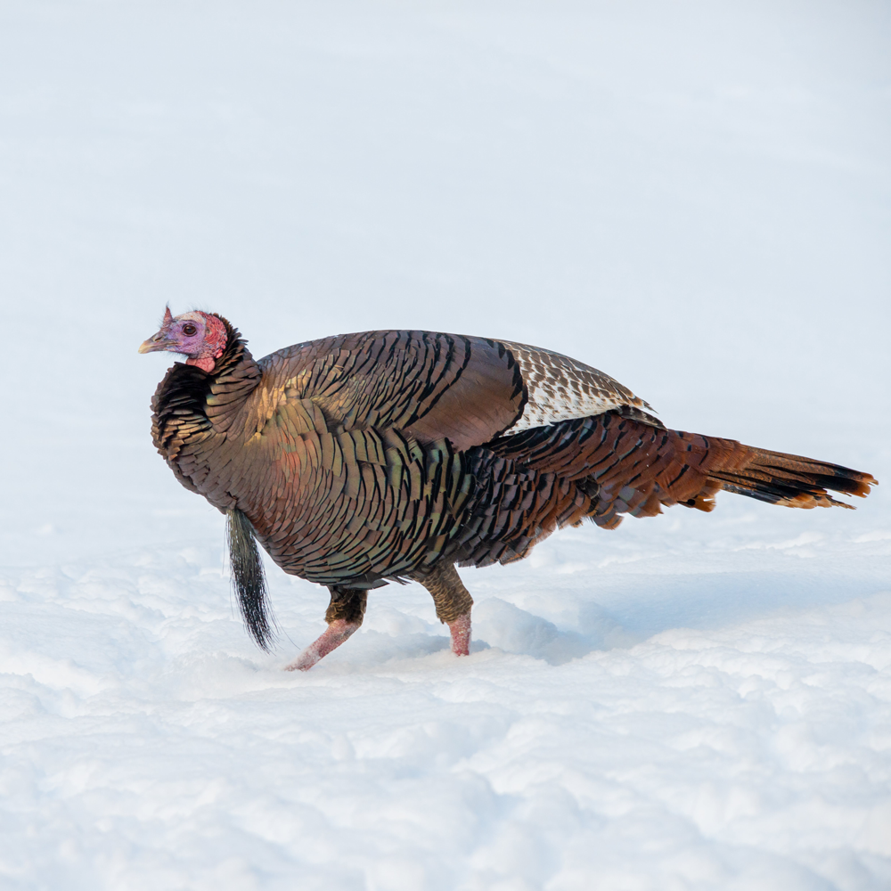 Turkey hungint Season Length and Timing: Knowing the season dates in your chosen state is important for a successful hunt. Also, check if turkey season overlaps with other hunting seasons like waterfowl or deer hunting.