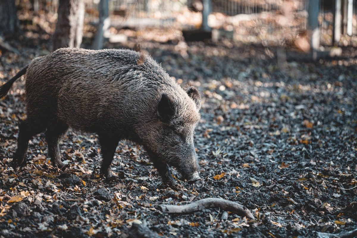 Hog Hunting in Texas History, Guide, and Seasons