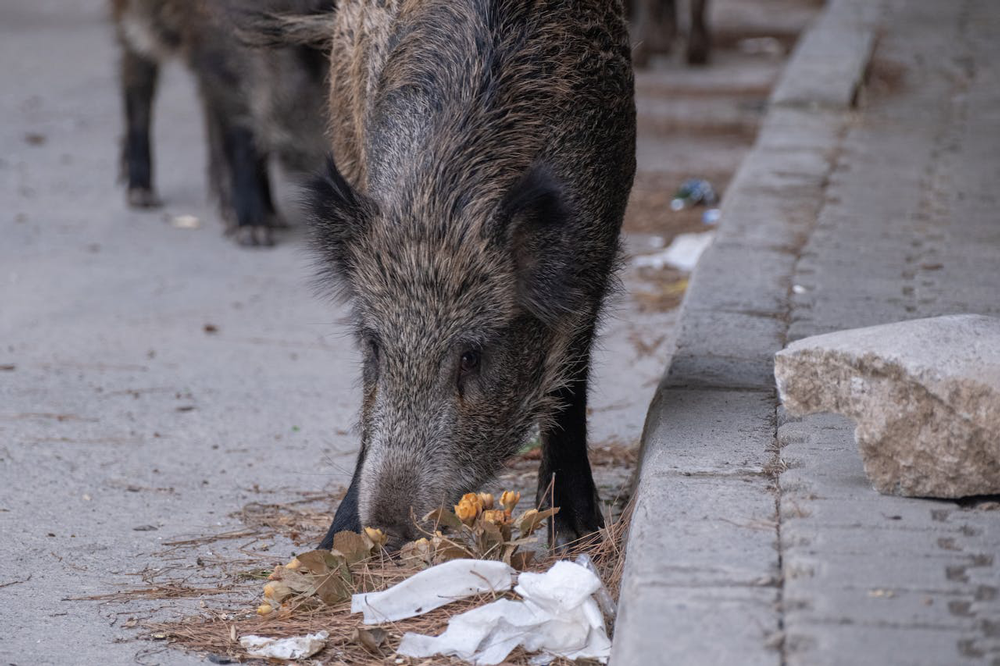 Hog Hunting in Texas History - Wild Boar Populations In Texas