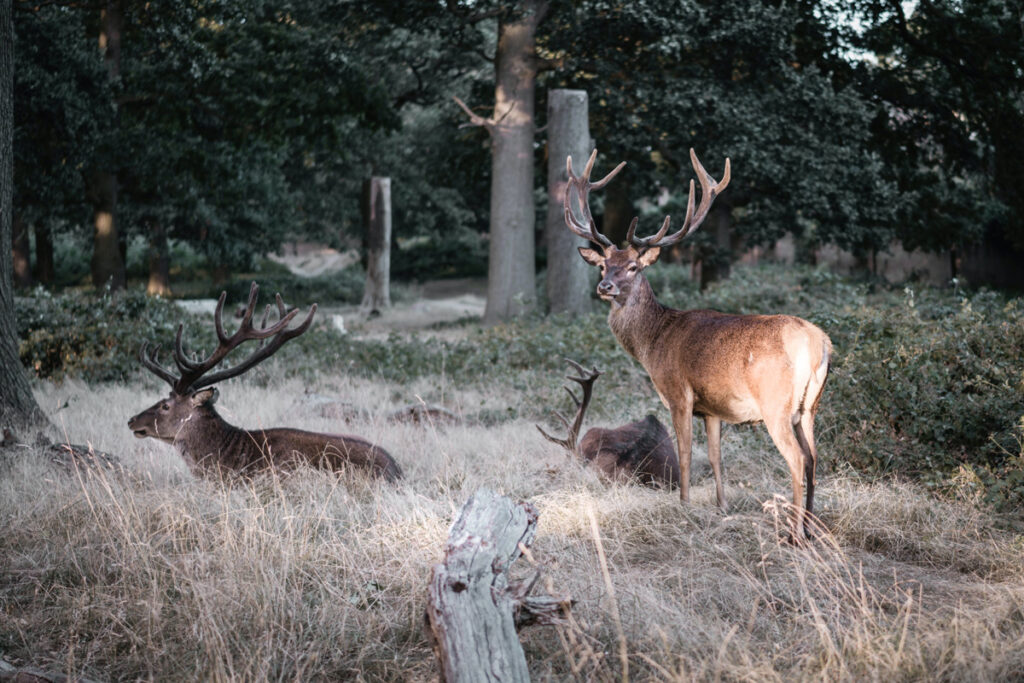 Deer Hunting Season Georgia: Dates, Methods, and Vital Info