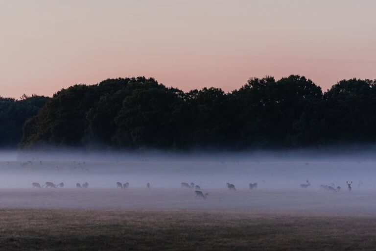 Deer Movement: Louisiana Hunter’s Guide to Finding Deer
