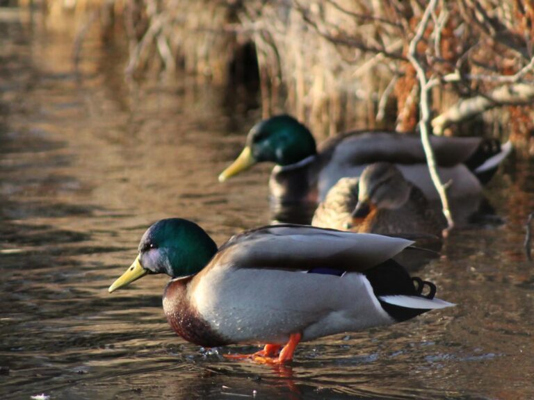 When Is Hunting Season In Florida - Duck Hunting In Louisiana 1 768x576 