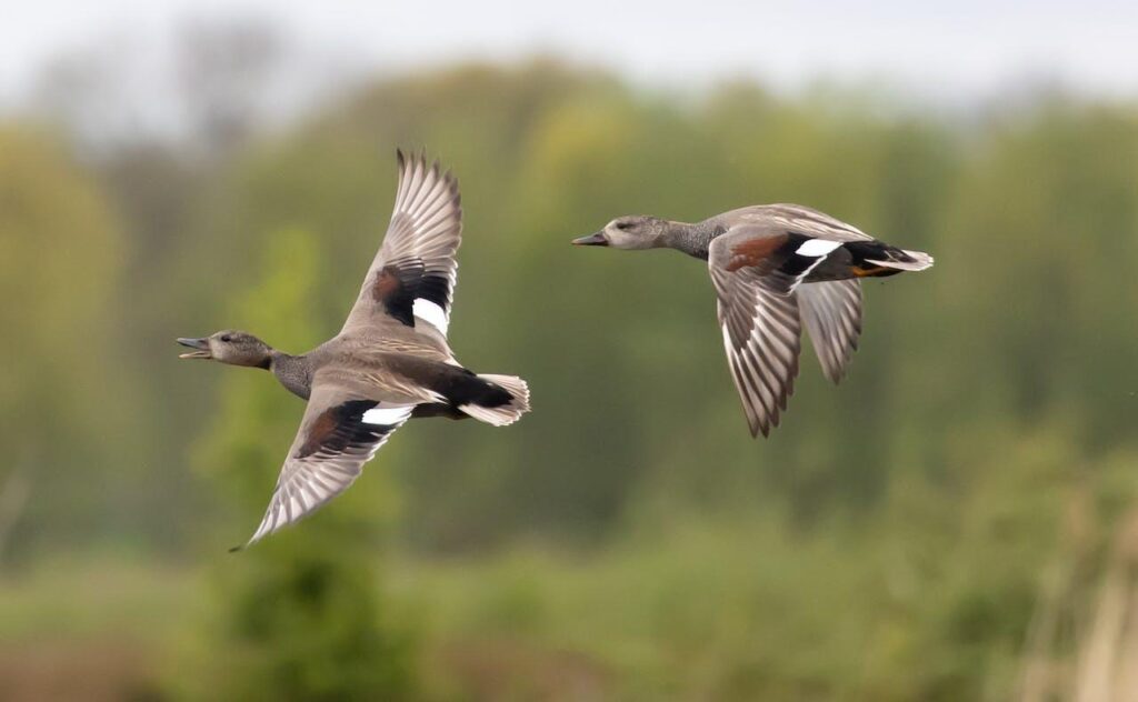 Duck Hunting Land in Illinois