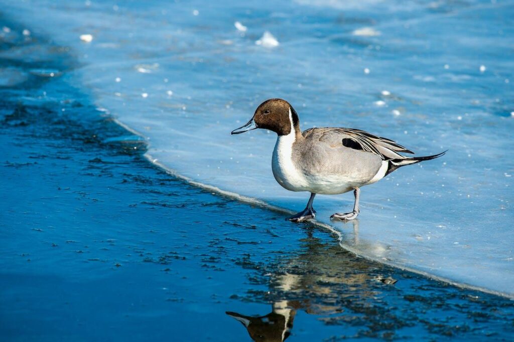 Types of Ducks in Louisiana: With its graceful long neck and rapid flight, the Northern Pintail frequents coastal wetlands.