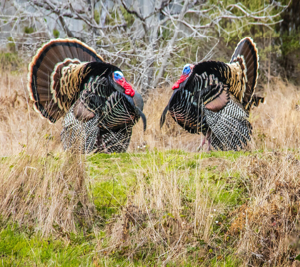 Turkey Hunting Season in Michigan Hunting Locator