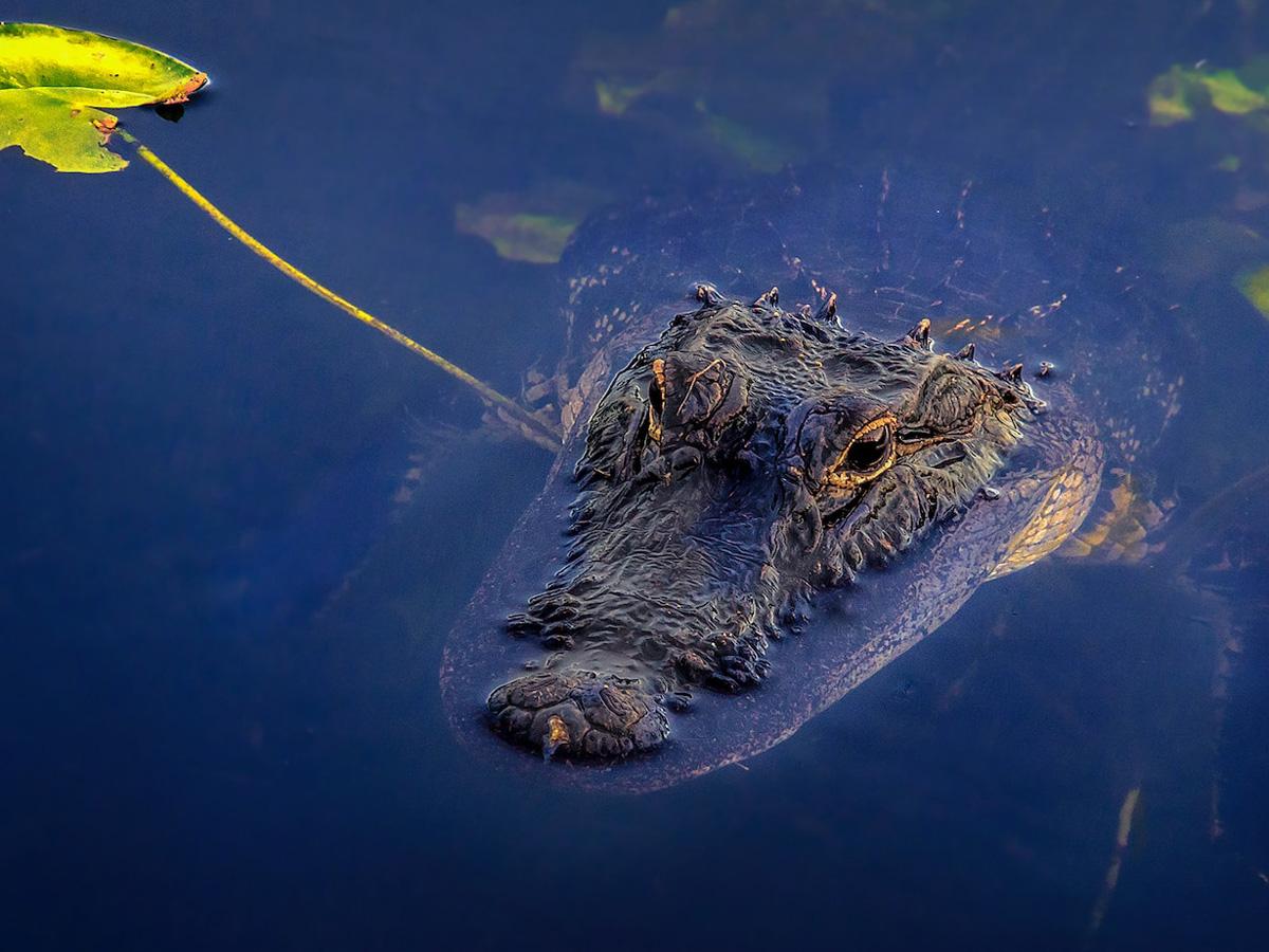 when-is-hunting-season-in-florida-essential-dates-for-the-avid-hunter