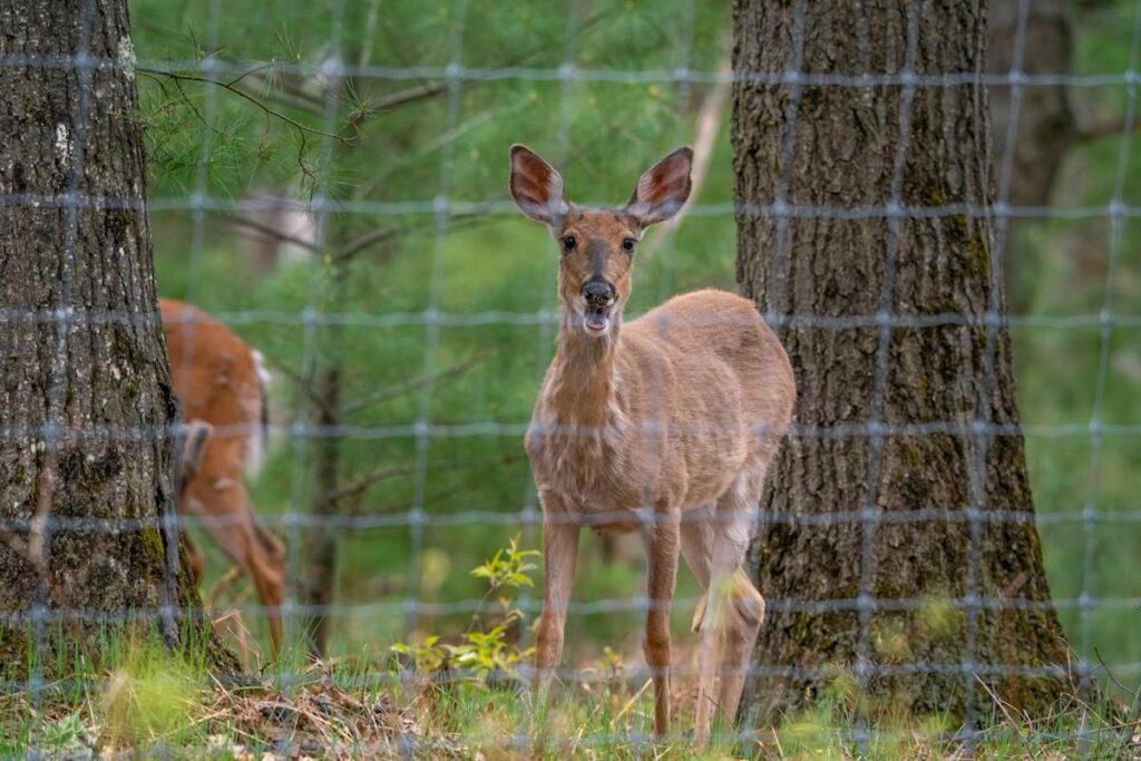 High Fence Hunting Alabama
