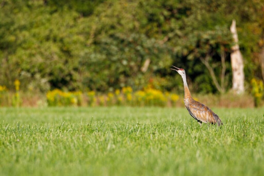 Sandhill Crane Season