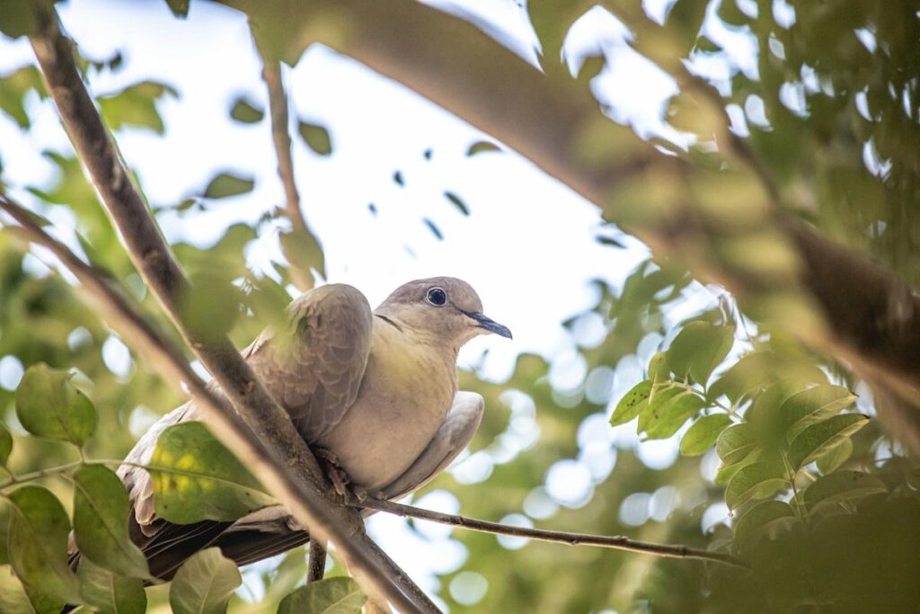 History and Cultural Significance - Dove hunting