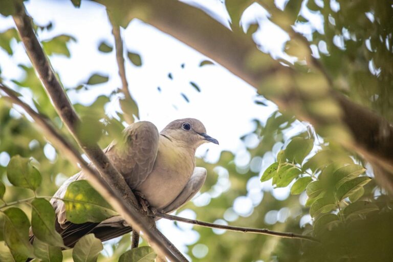 Everything You Need To Know South Carolina Dove Hunting 2024 2025 - dszknfe