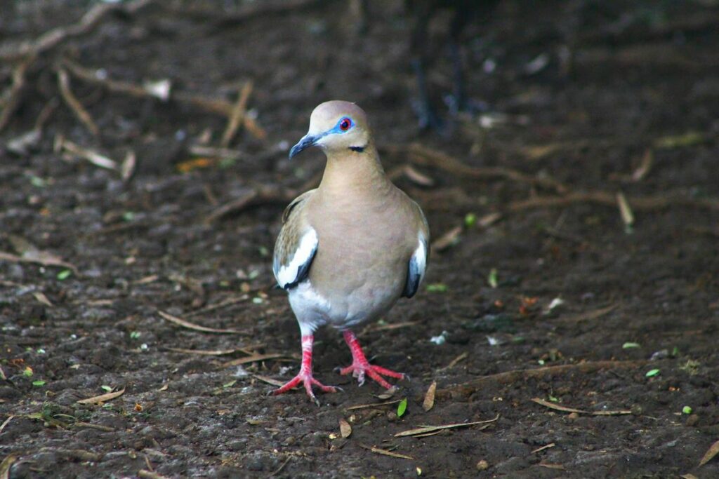 Tips for a Safe and Successful Dove Hunting Season