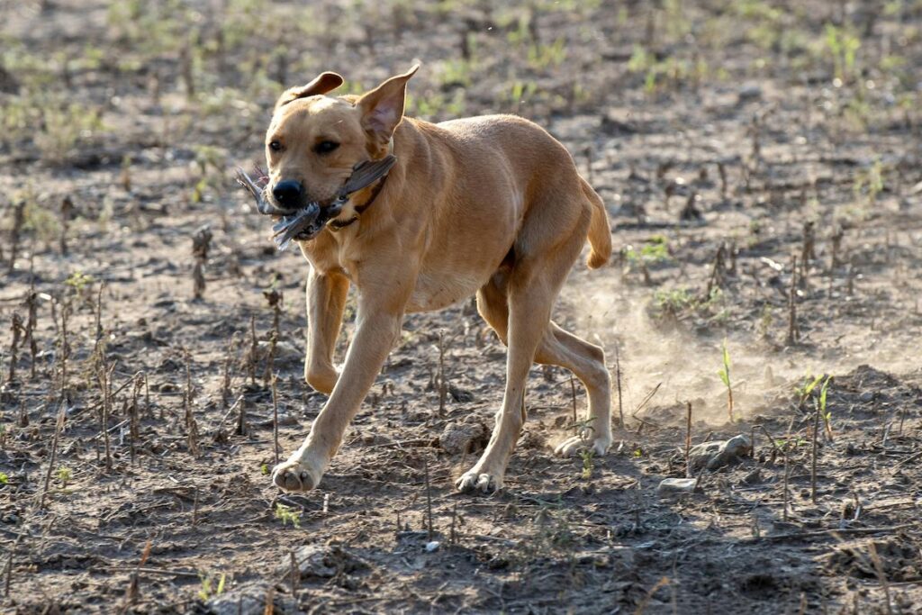 Gaining Access to Private Land for Dove Hunting