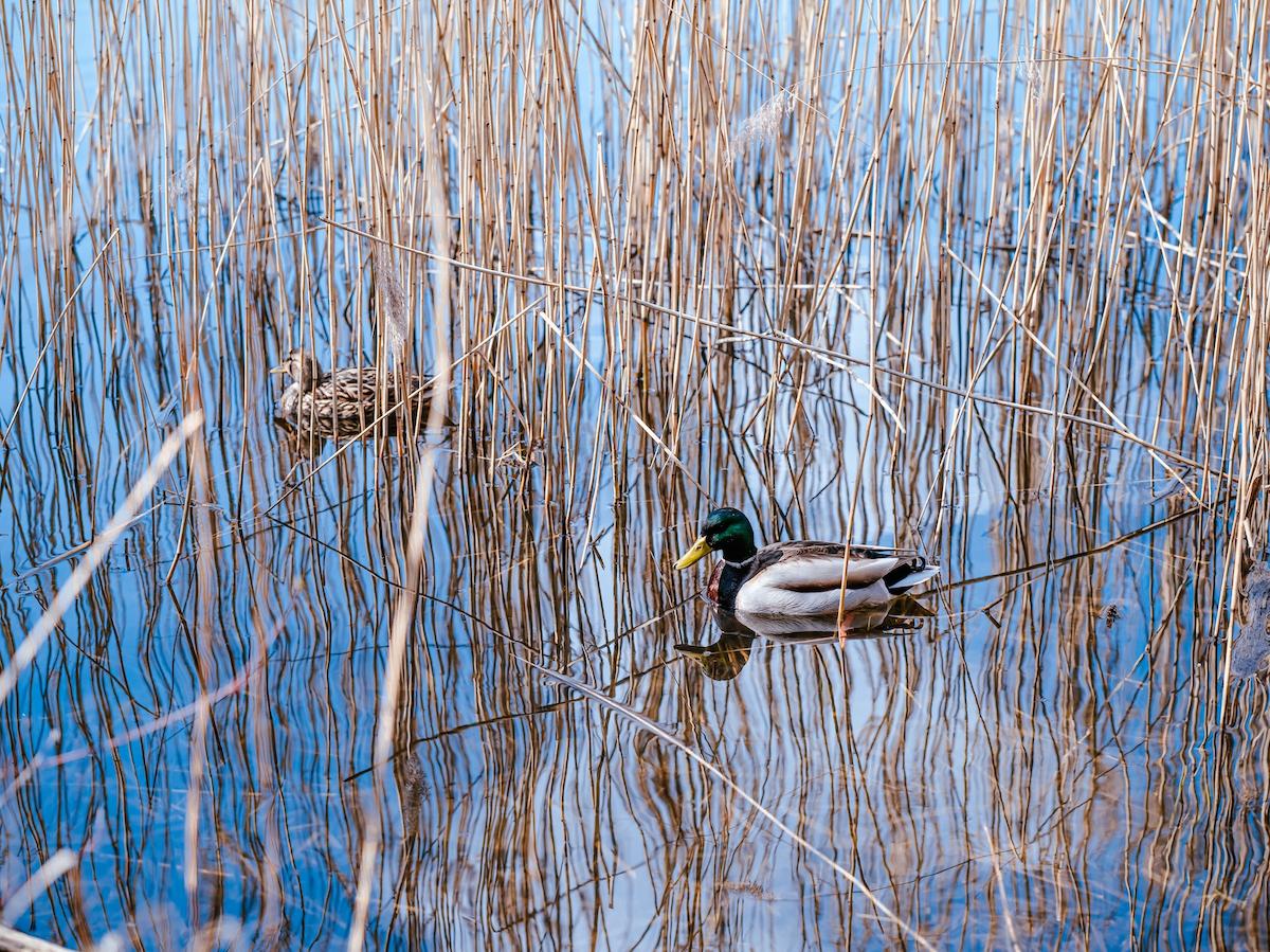 Duck Hunting in Florida A Complete Guide for 2024