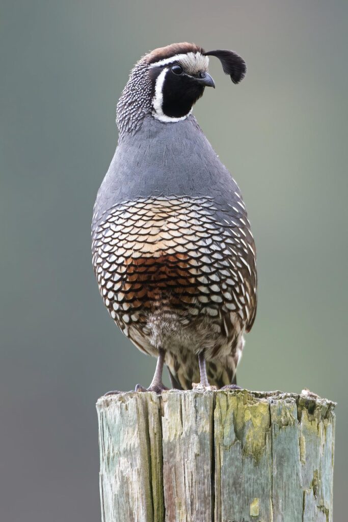 Quail Hunting in Florida The ultimate Guide for Quail Hunting in 2024