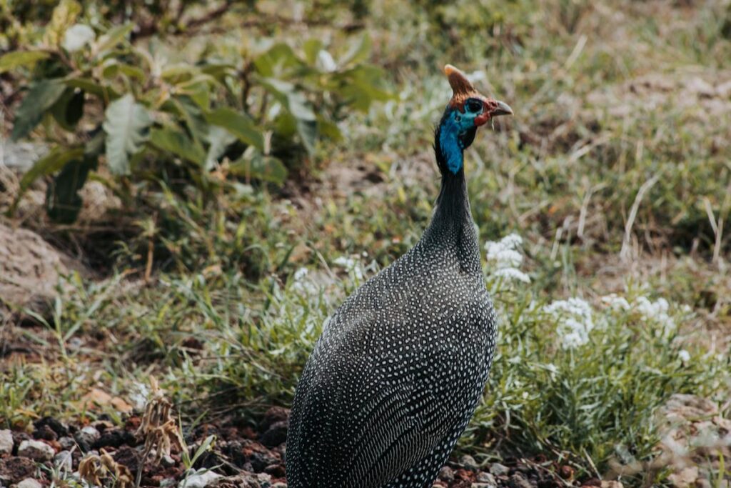 wild turkeys are everywhere in the North Carolina turkey season