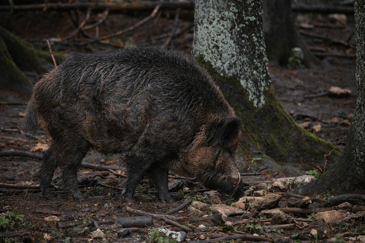 Hog Hunting in Alabama Your Ultimate Beginner’s Guide