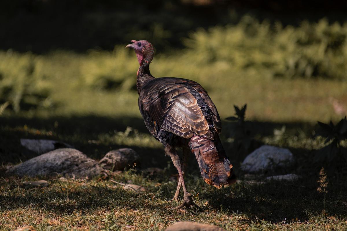 Florida Turkey Hunting What You Need To Know To Conquer the South