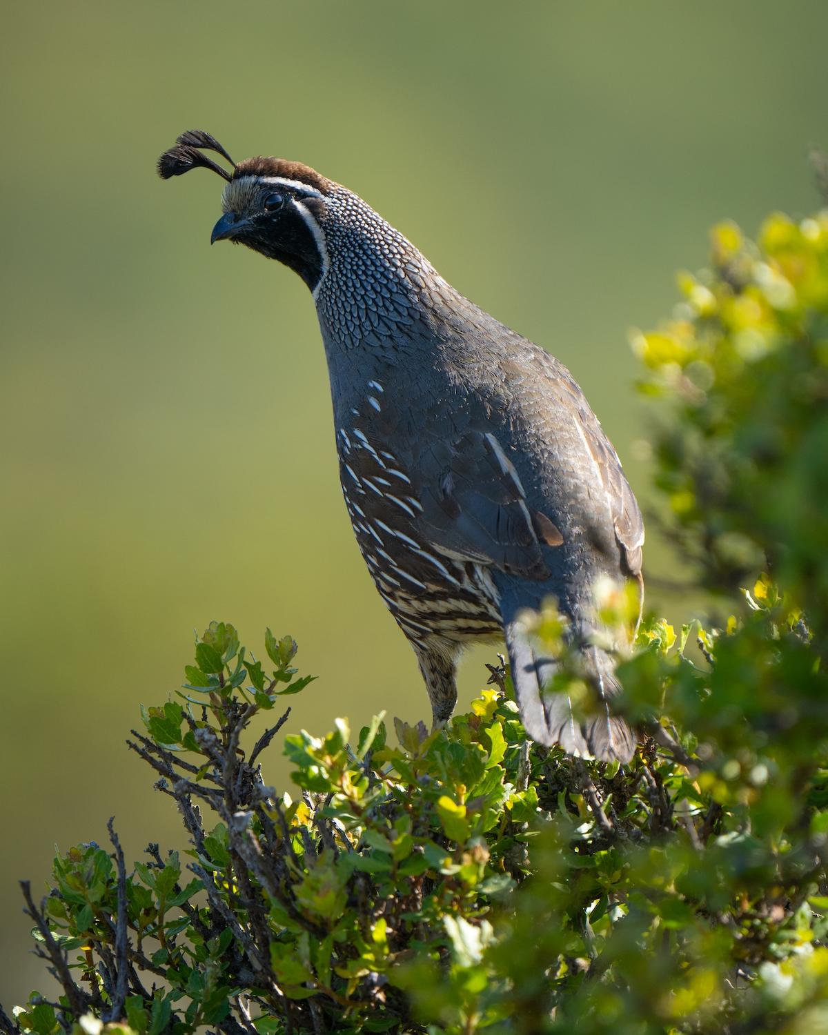 Quail Hunting in Florida The ultimate Guide for Quail Hunting in 2024