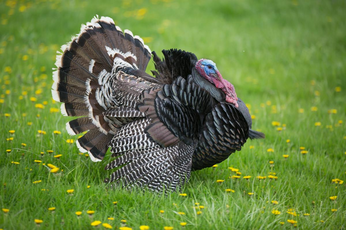 Florida Turkey Hunting What You Need To Know To Conquer the South