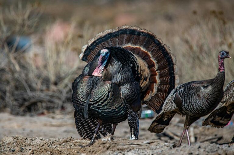 Indiana Turkey Season Key Dates, Info, and the Top Spots