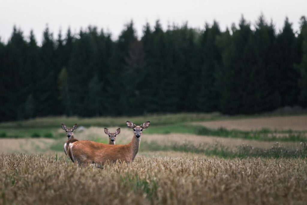 Understanding Deer Leases