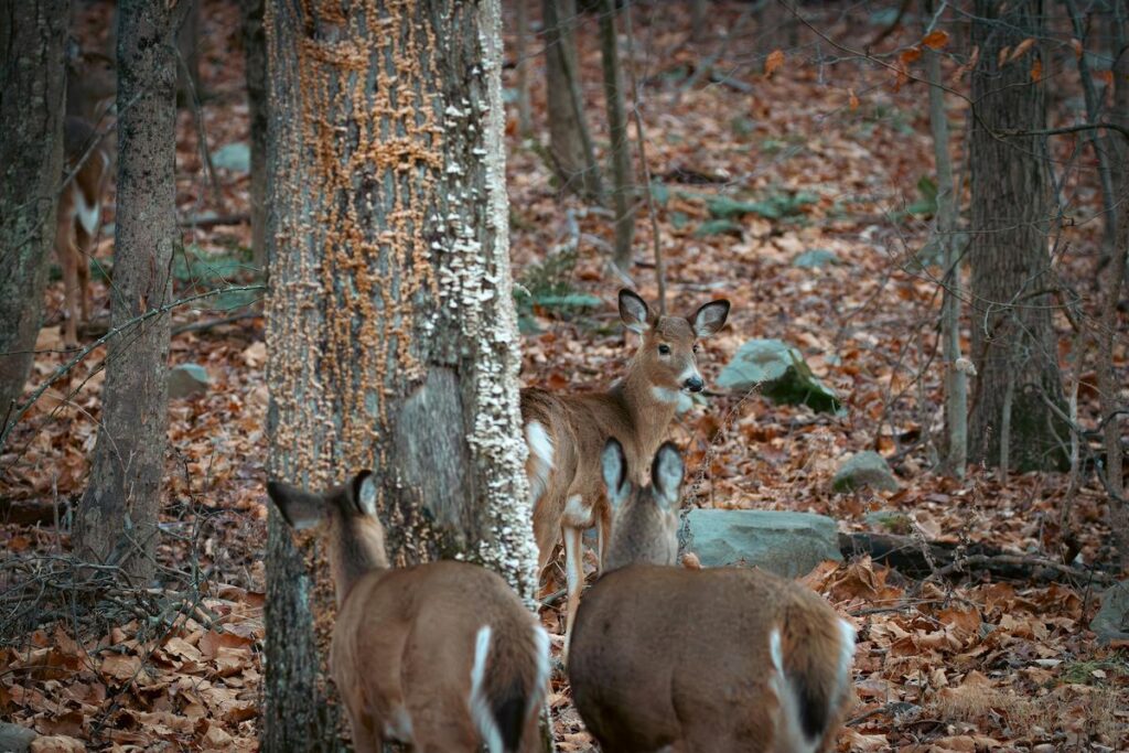 How to Find Deer Bedding Areas Guide for Successful Scouting