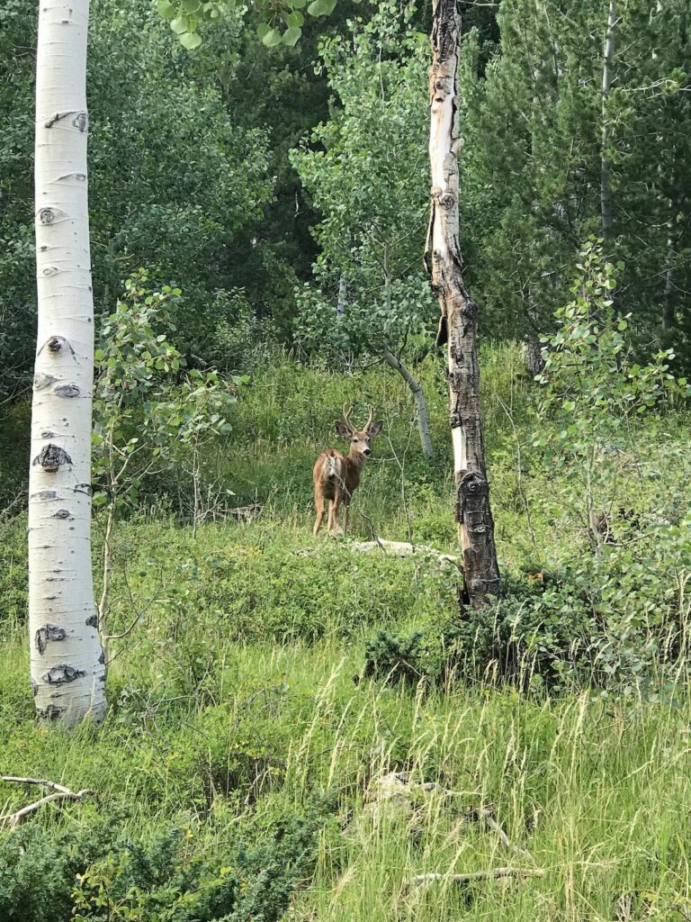 How To Find Deer Leases?