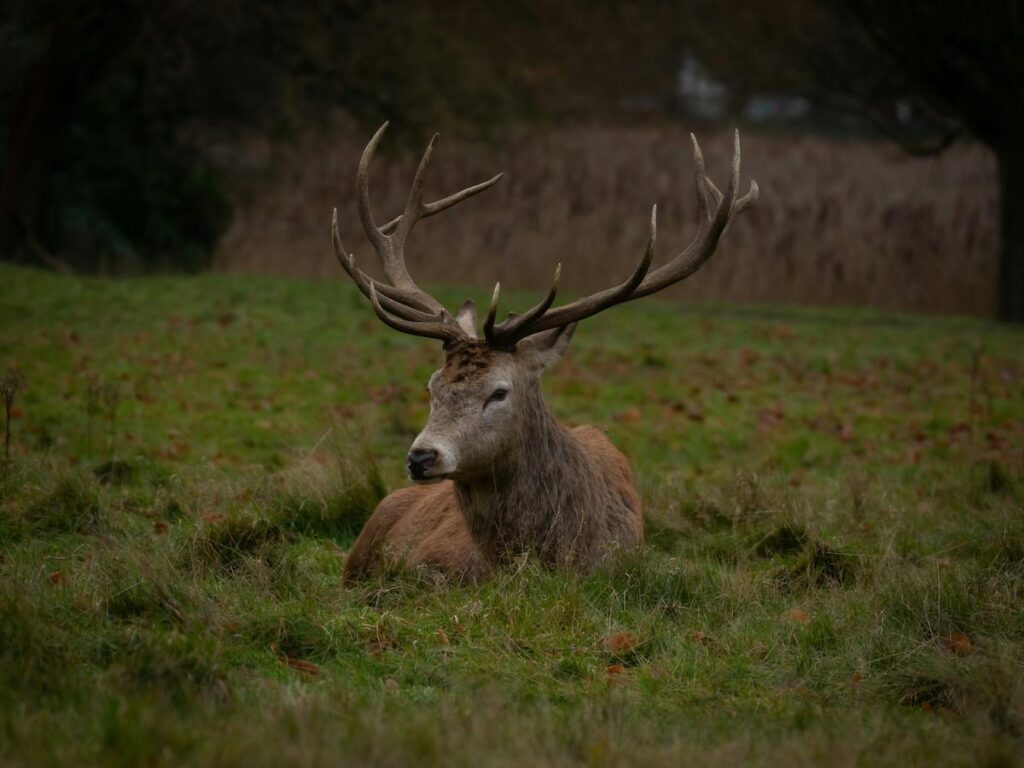 Seasonal Considerations and Regulations - Deer Hunting