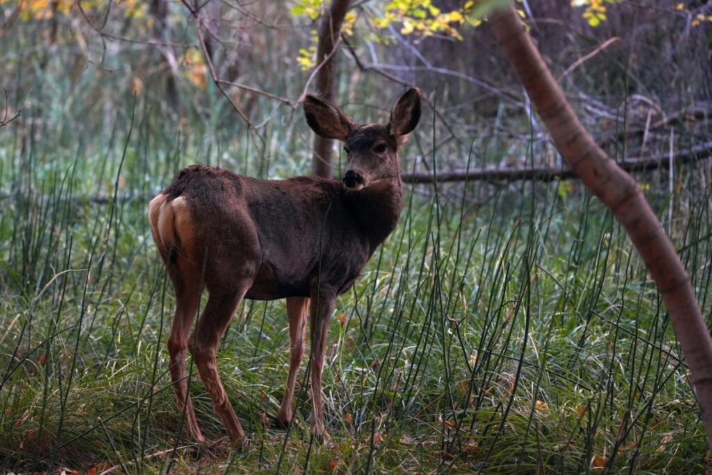 Budgeting for Deer Leases