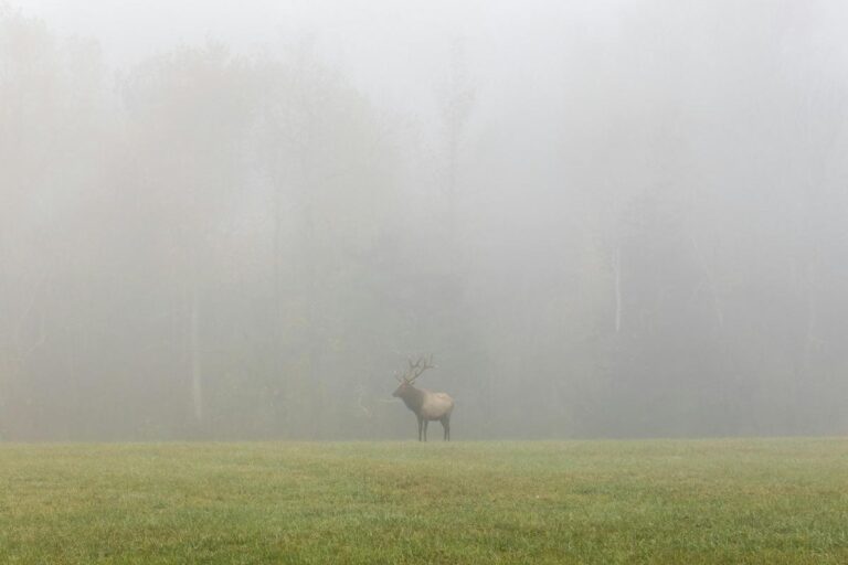 Deer Season in Arkansas A Comprehensive Overview for 2024