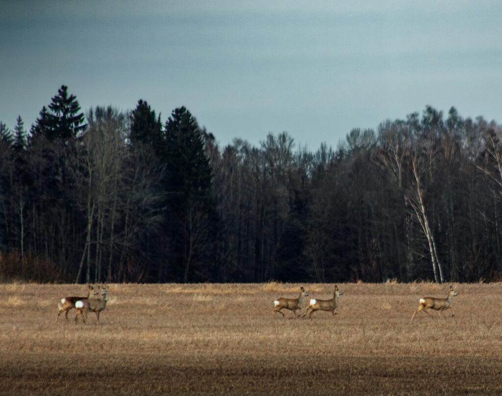 Arkansas Hunting Season A Beginner's Guide to Thrive in Season 2024