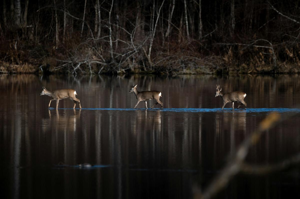 Deer Season in Arkansas A Comprehensive Overview for 2024